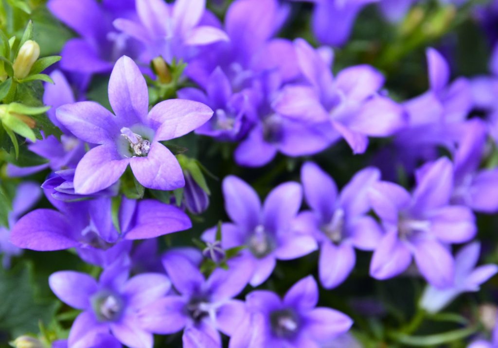 Glockenblume violette Blüten im GArten