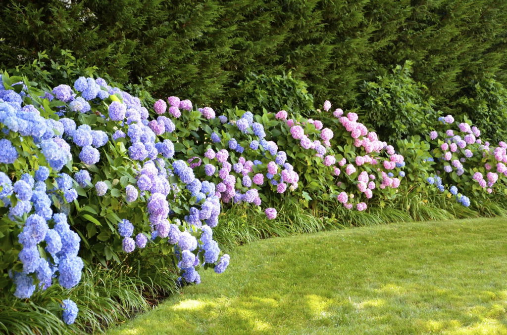 Hortensienhecken in Blau und Rosa