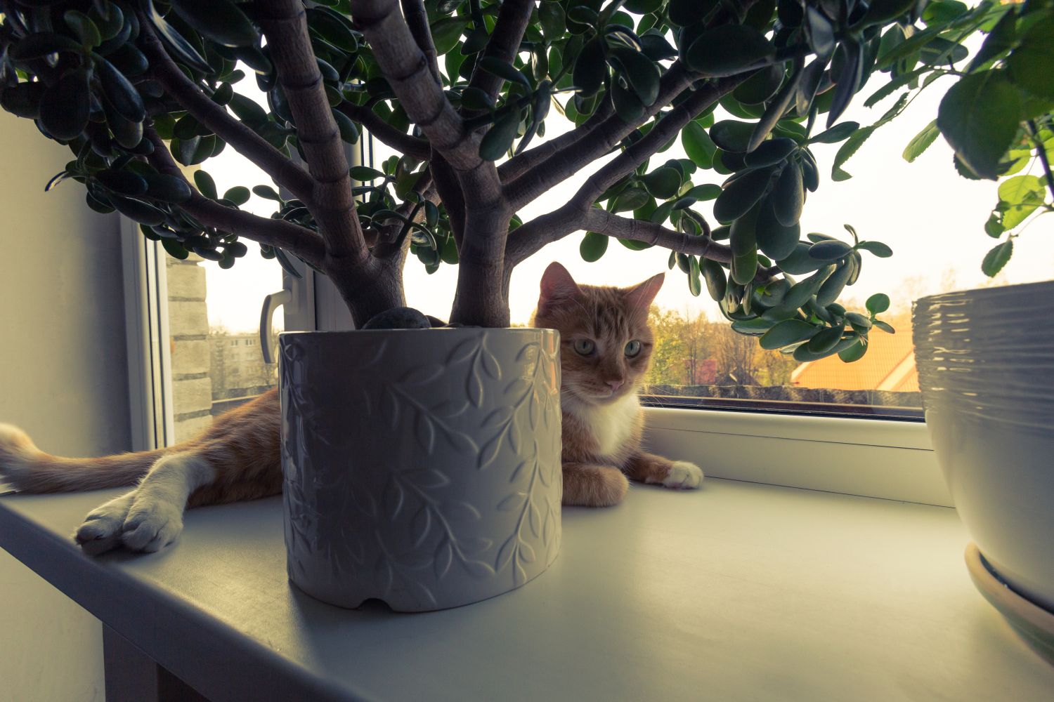 Katze sitzt auf dem Fensterbrett unter einem Geldbaum