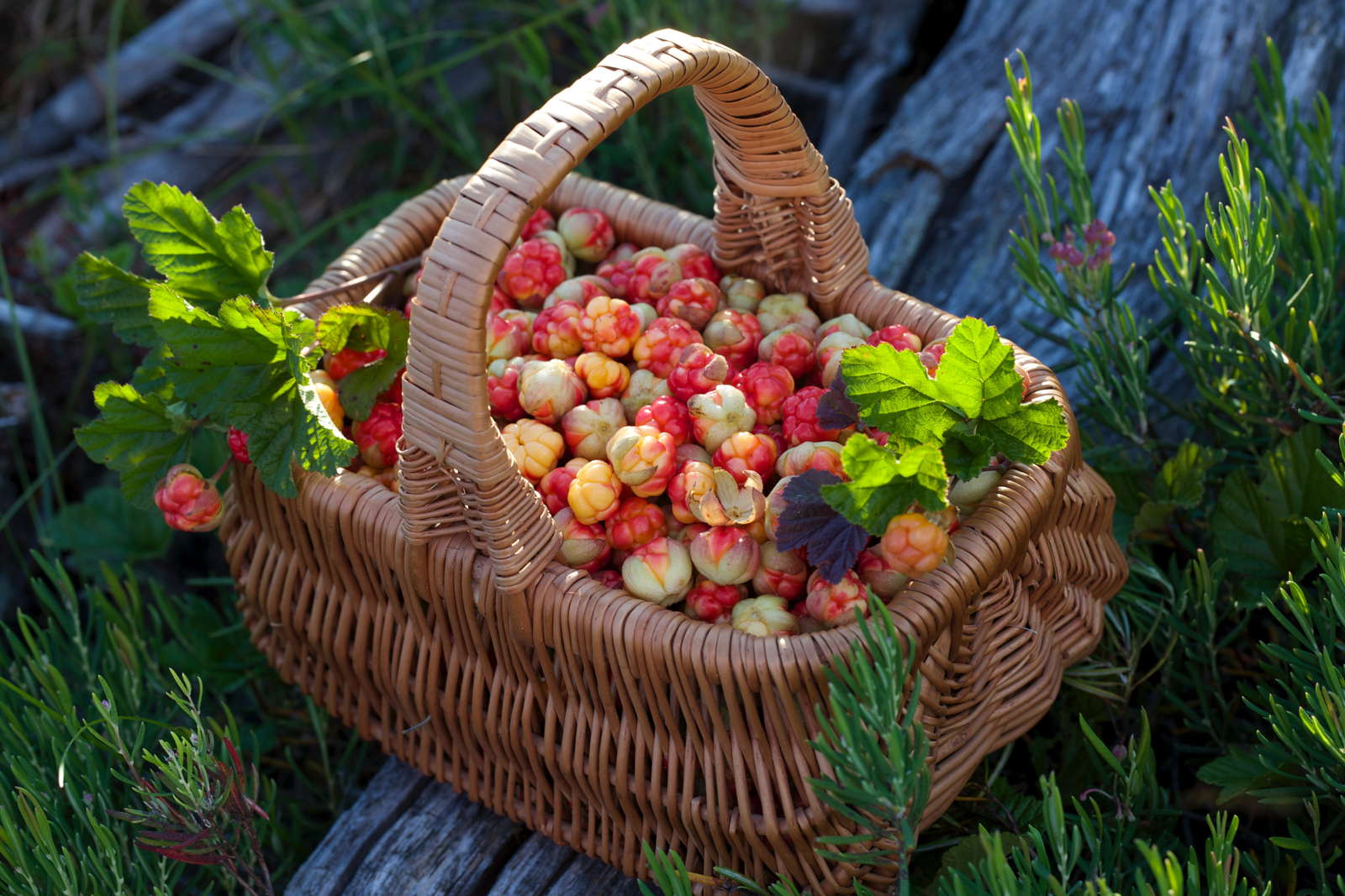 9 Beeren, von denen Sie vermutlich noch nie gehört haben