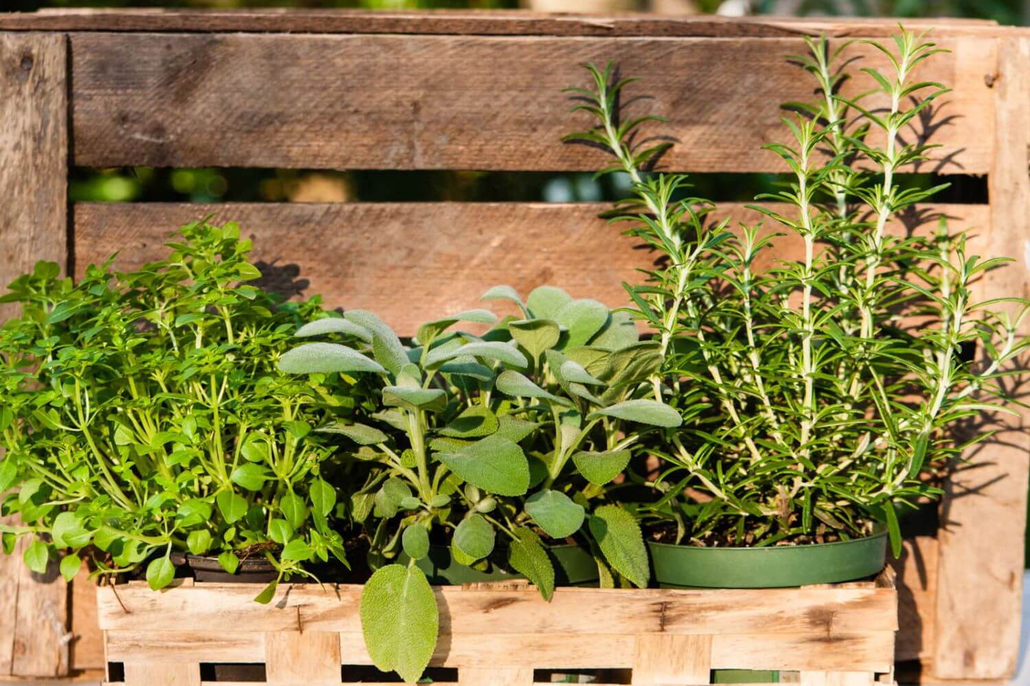 Kräuter und Gemüse in Töpfen an einem Balkongeländer