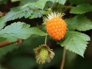 Lachsbeeren
