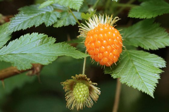 Welche Beere gibt es tatsächlich?
