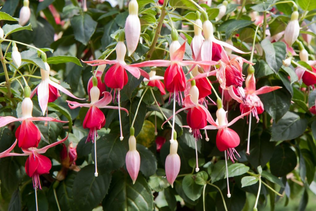 Weiß-pinke Magellan-Fuchsie an einem grünen Strauch