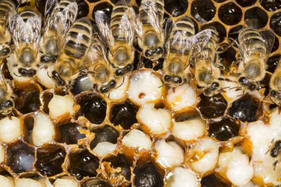 Varroamilbe: Den Bienenfeind erfolgreich bekämpfen