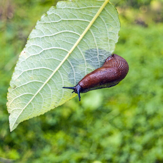 Pflanzen gegen Schnecken: Was hilft wirklich?
