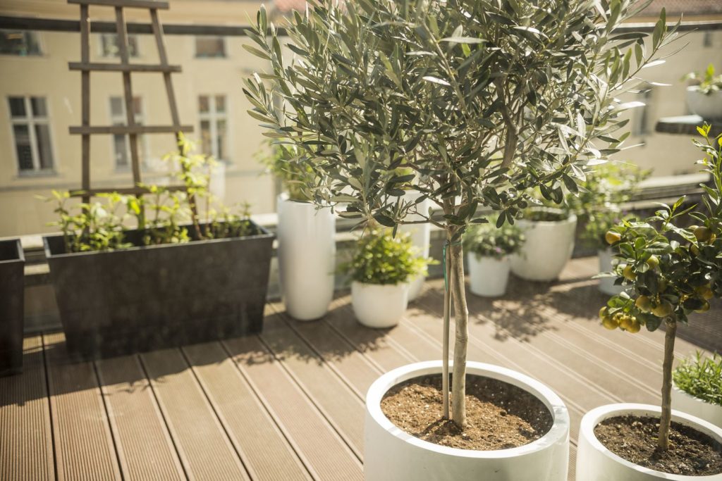 Ein Olivenbaum und andere Pflanzen auf einem sonnigen Balkon