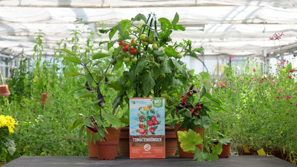 Düngerbox umgeben von Tomatenpflanzen