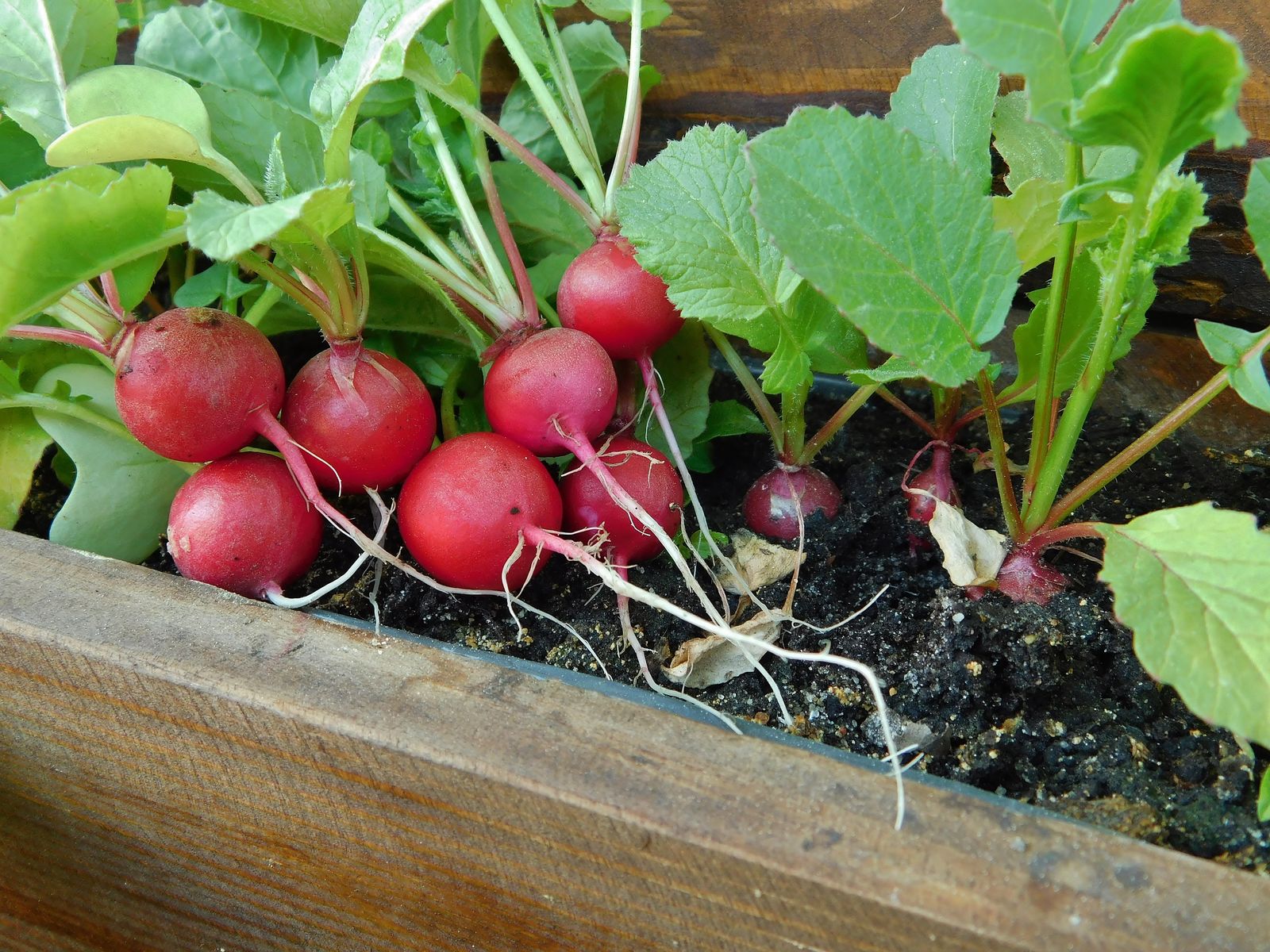 Pflanzen für den Balkon Unsere Top 15 Plantura