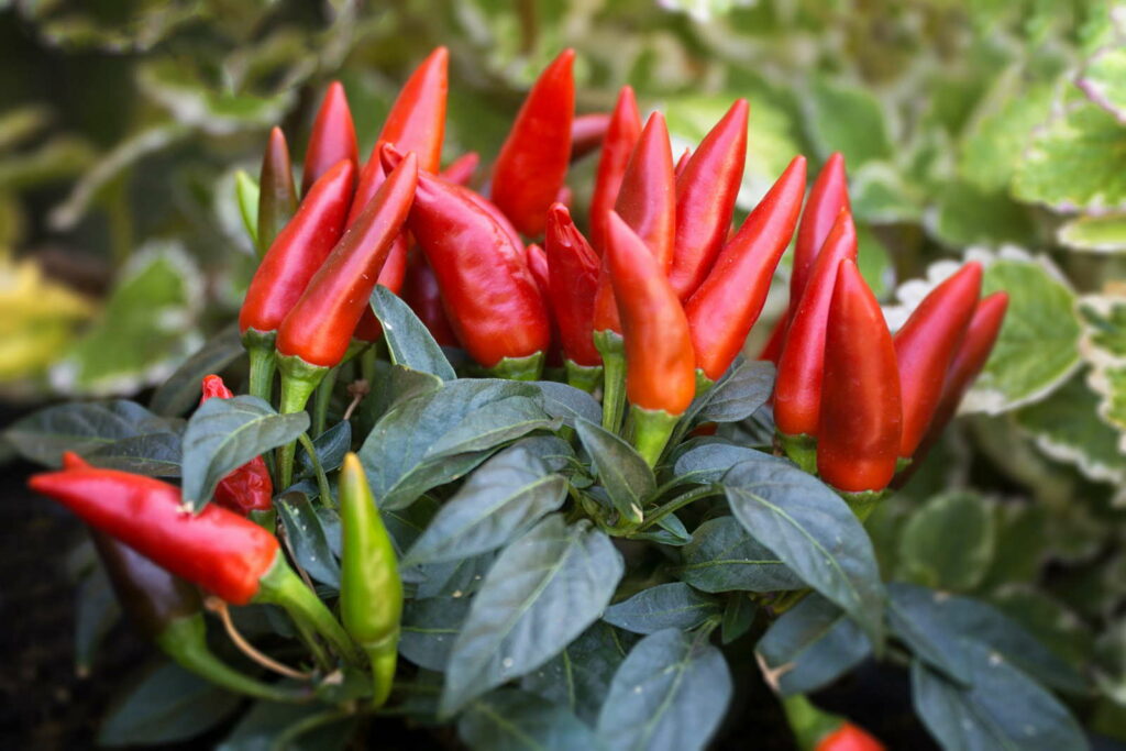 Red pepper plant (Capsicum frutescens) peproni pflanze im Garten