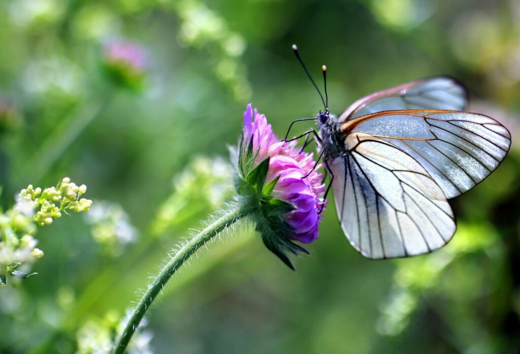 Schmetterling auf lilaner Blume