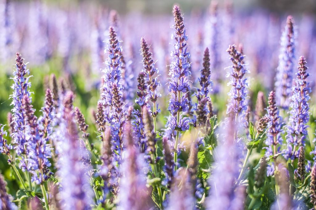 Steppen-Salbei violette Blüten in der Sonne