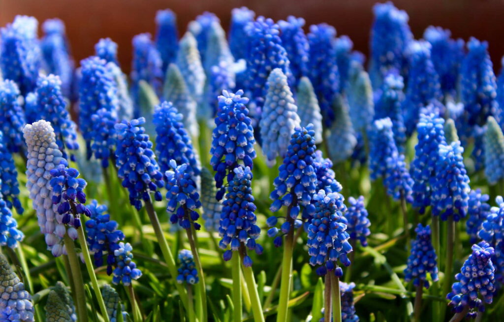 Schneckenresistente Pflanzen Blumen, Stauden & Gemüse Plantura