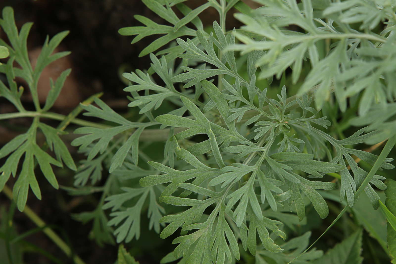 Wermutkraut Heilsames Bitterkraut aus dem eigenen Garten Plantura