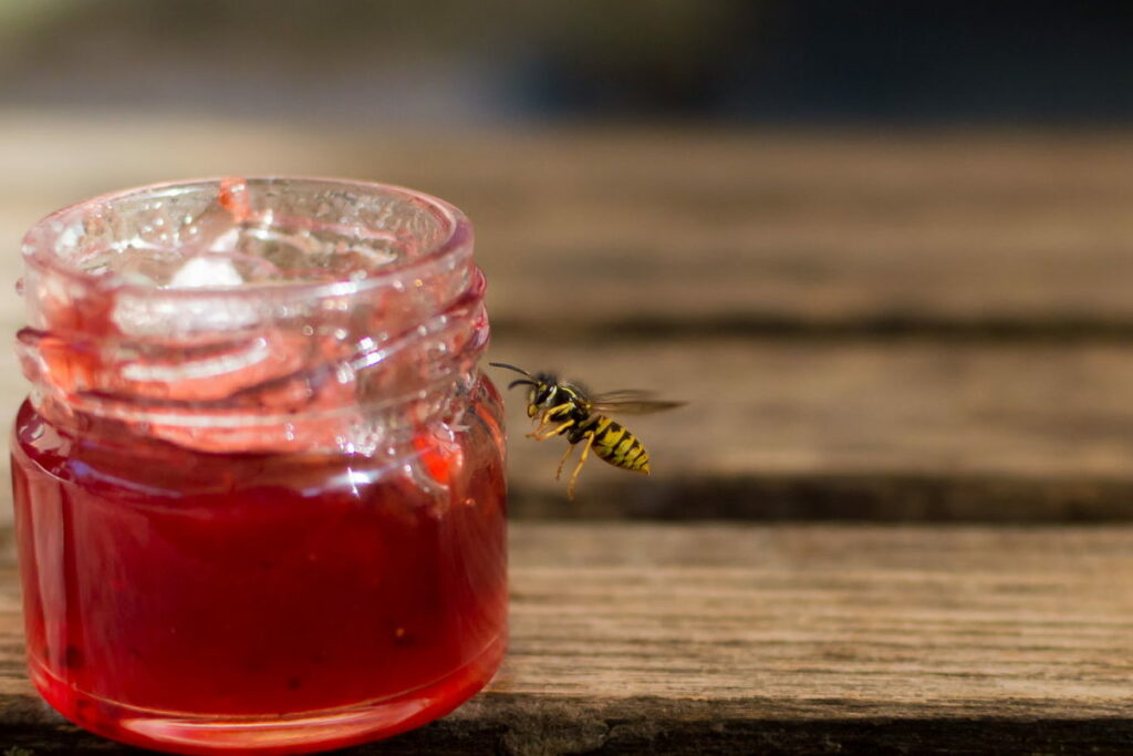 Wespe an Marmelade