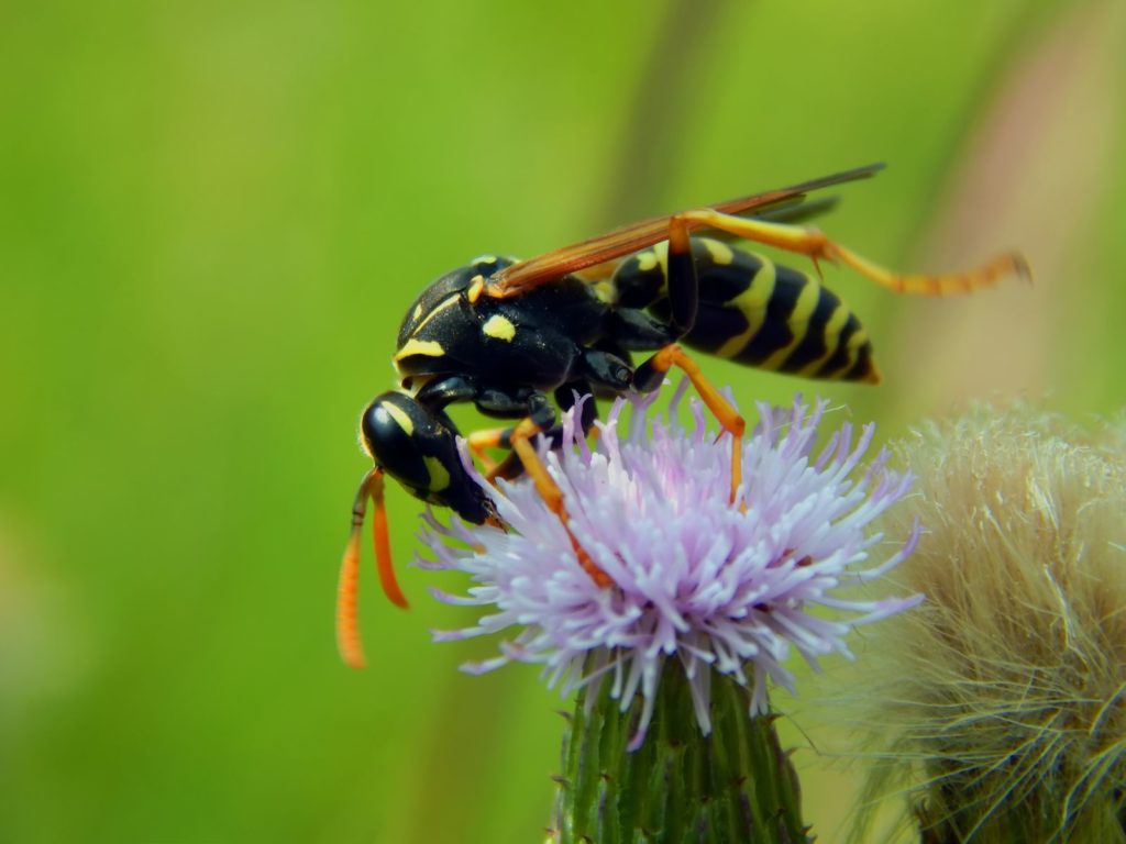 Pflanzen gegen Wespen Was hilft wirklich? Plantura