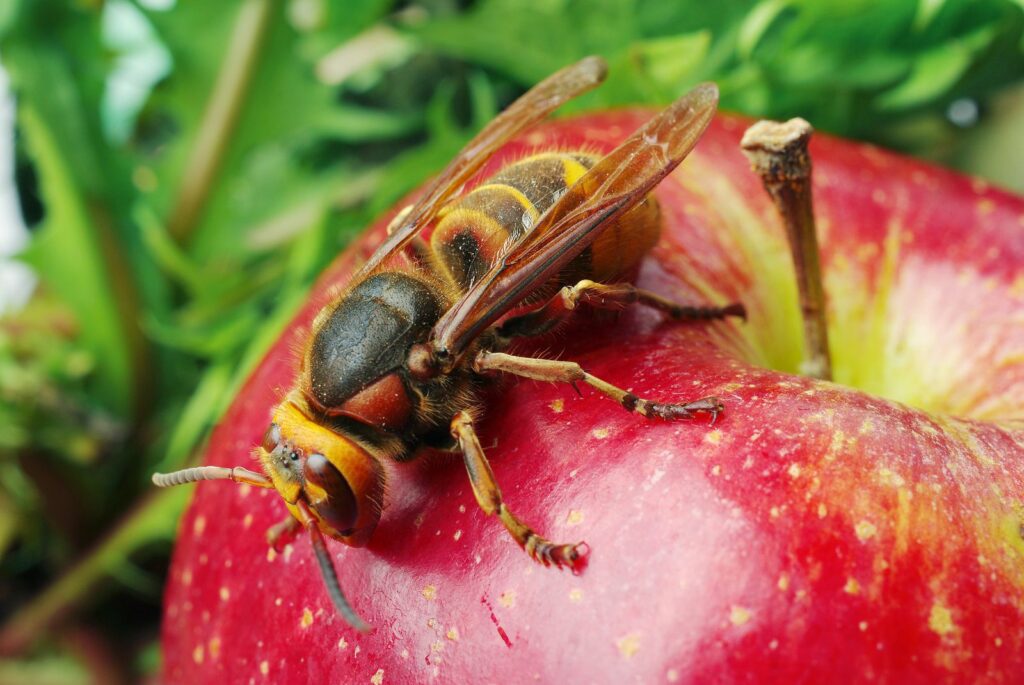 Wespe auf Apfel