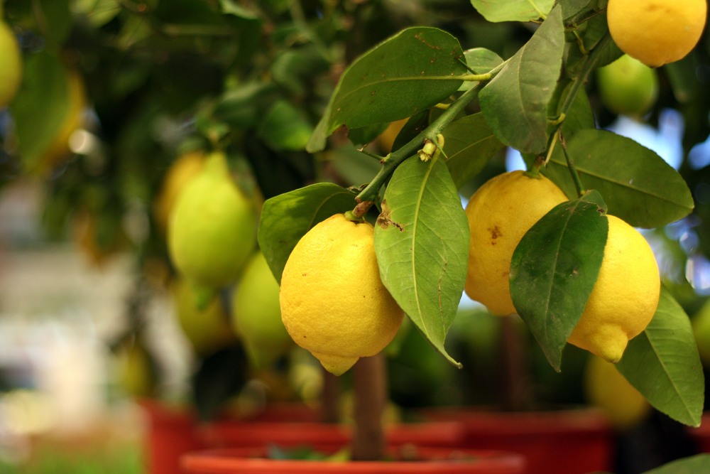 Zitronenbaum mit Früchten im Topf