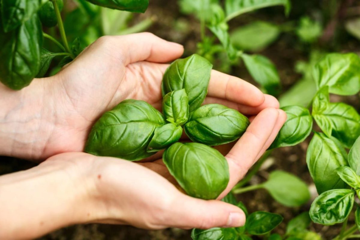 s1 dünger anwendung wie oft Bio-Cannabis-All-In-One-Dünger 1 Liter – Purgrün main image 1
