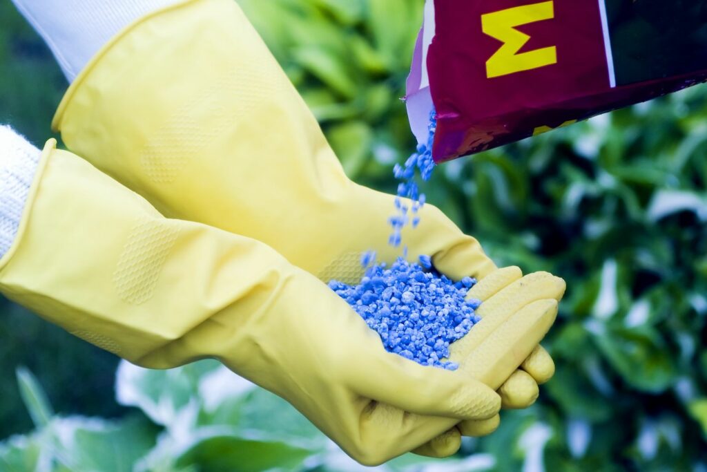 Blaukorn als Dünger