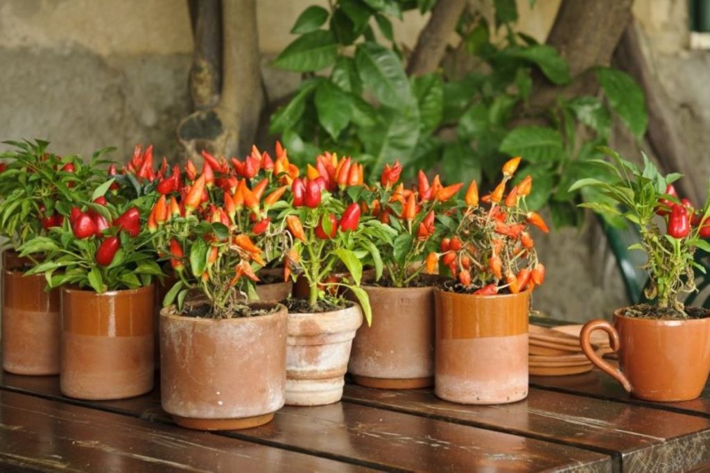 Chilipflanzen in Töpfen