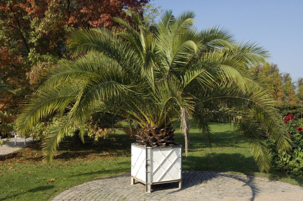 Dattelpalme in einem Topf im Park