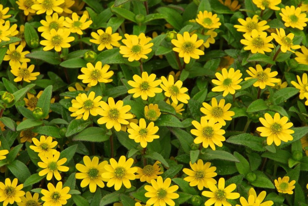 Blüten des Husarenknöpfchens