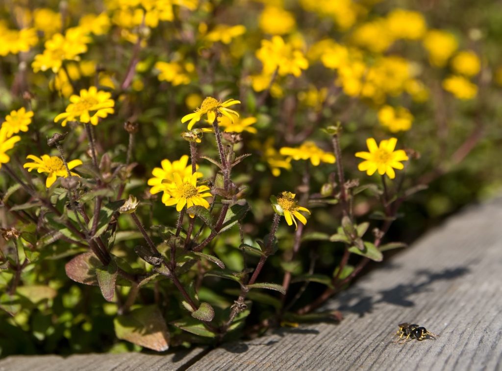 Pflanzen für die pralle Sonne Die Top 10 für Garten & Balkon Plantura