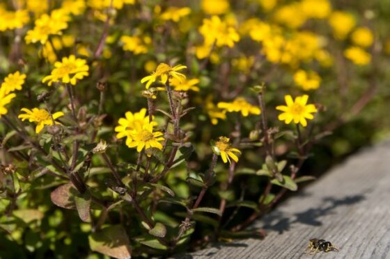 Pflanzen für die pralle Sonne: Die Top 11 für Garten & Balkon