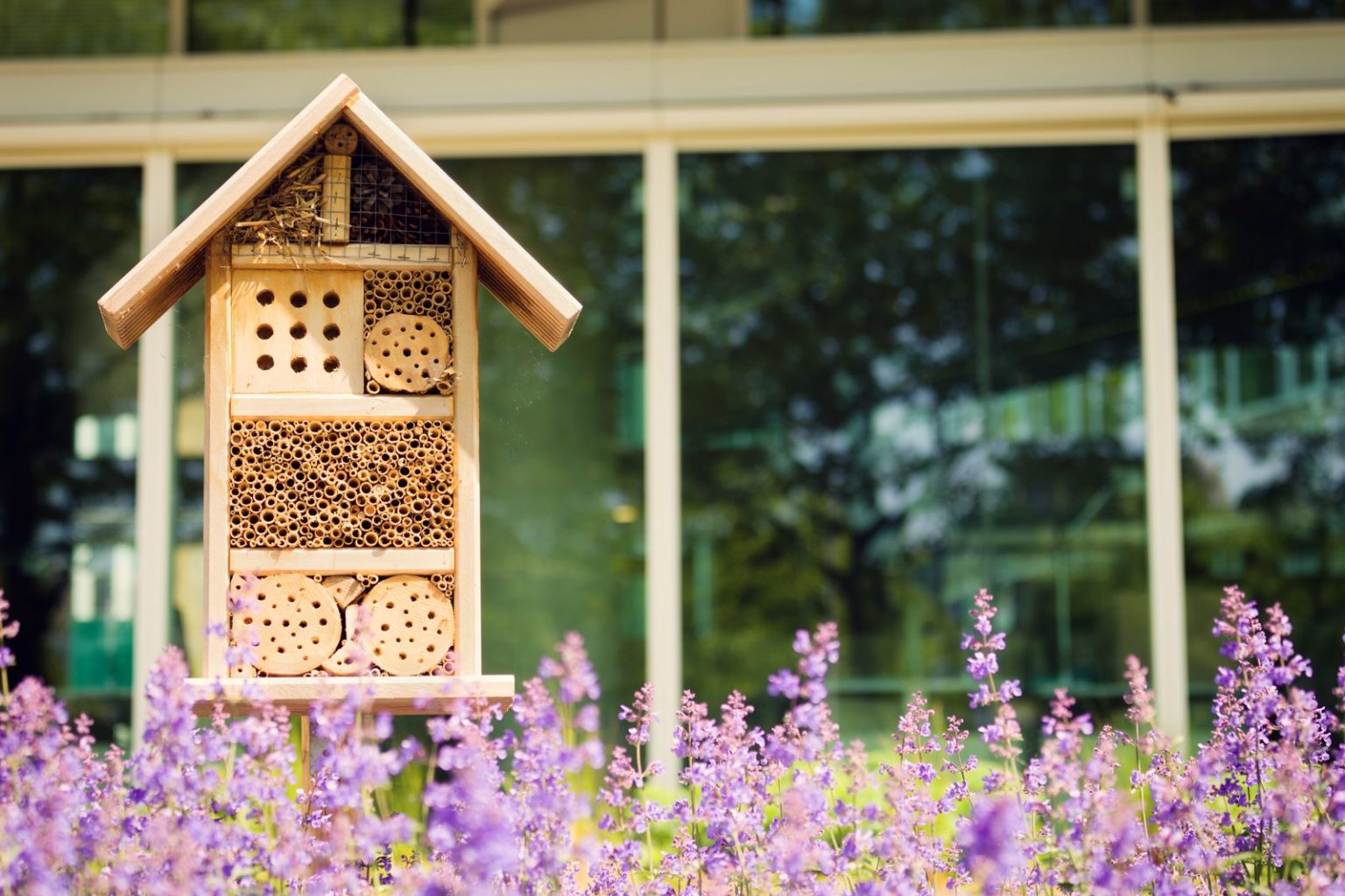 Insektenfreundlichen Garten gestalten - Plantura