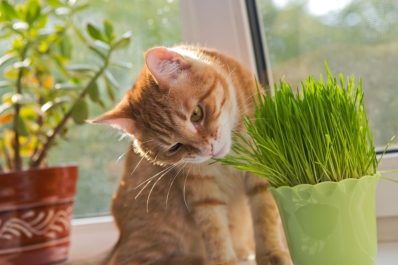 Ungiftige Zimmerpflanzen für Katzen: Unsere Top 10