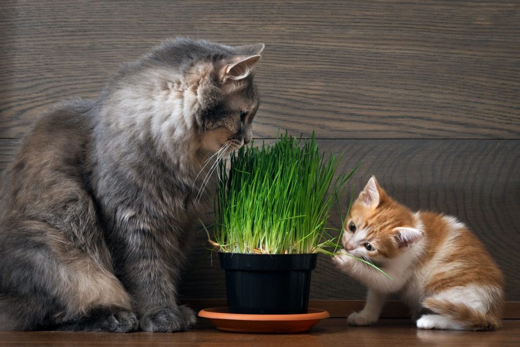 Katzengras und Katzen