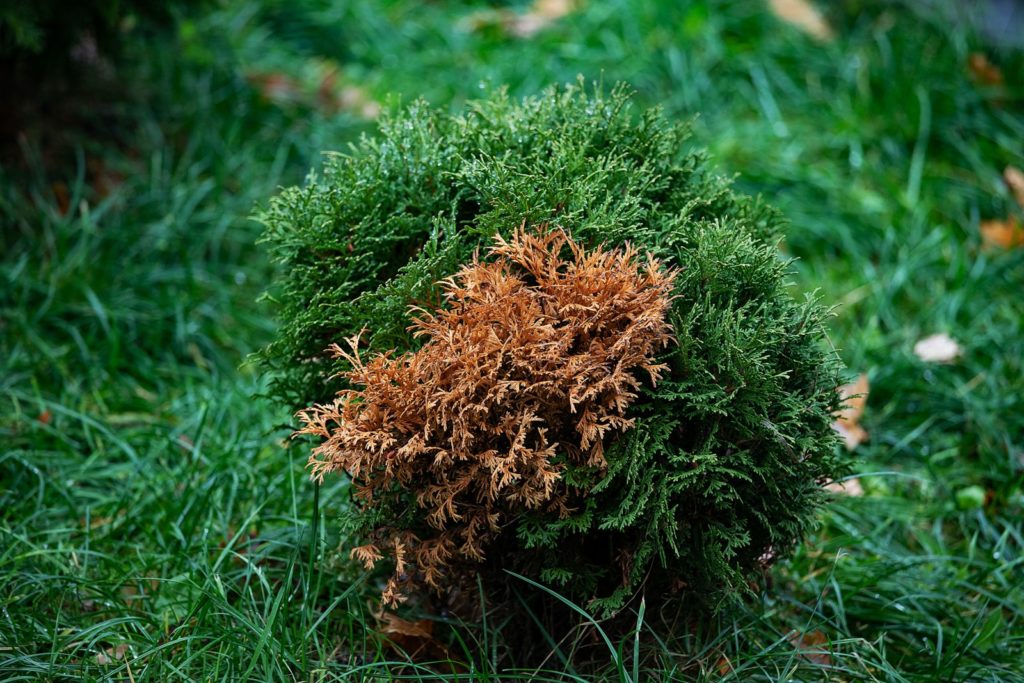 Thuja mit braunen Stellen