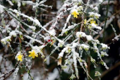 Winterharte Kletterpflanzen: Unsere Top 10