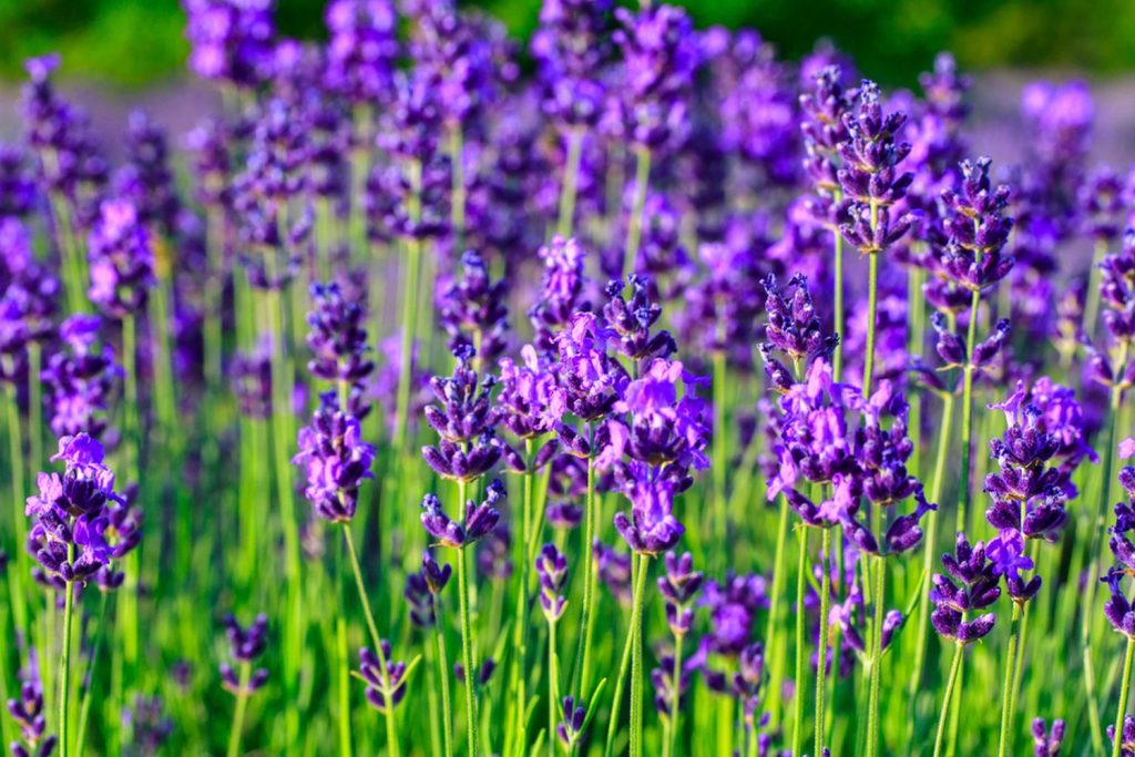 Lavendel in der Sonne
