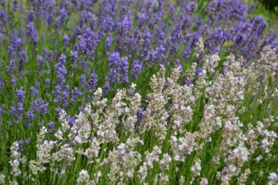 Weißer Lavendel: Eigenschaften & Ansprüche im Überblick