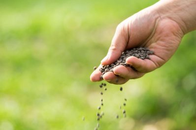 Bester Rasendünger: Organische & mineralische Dünger im Vergleich