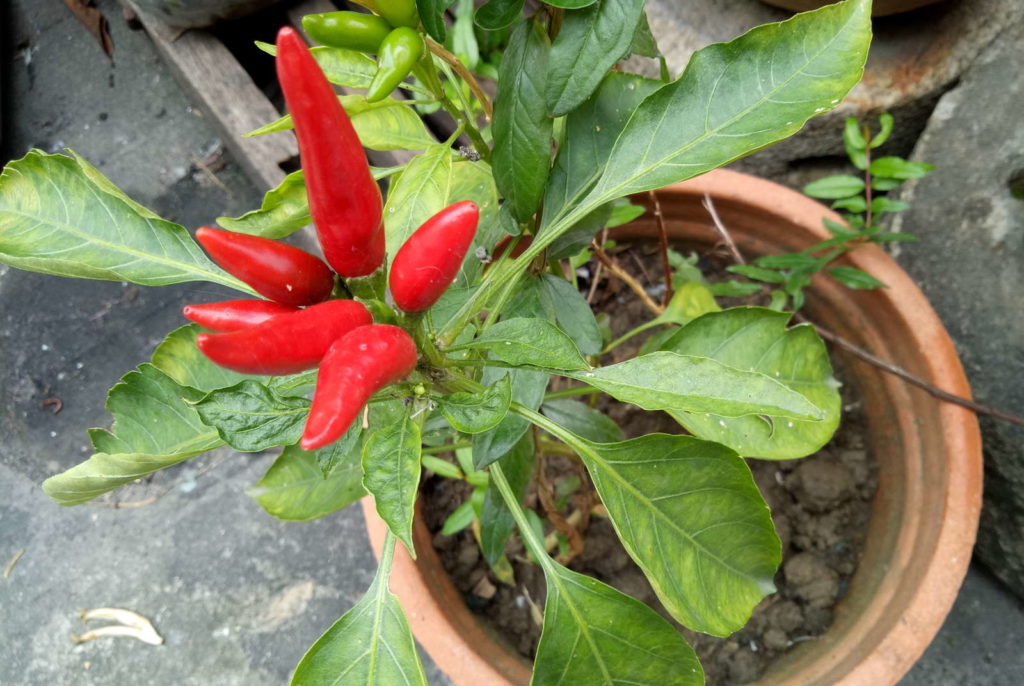 rote peperoni Pflanze im Topf