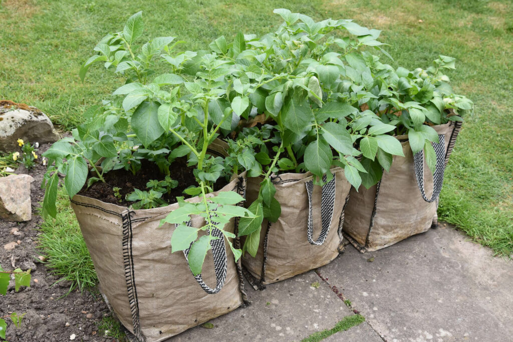Pflanzen in Kartoffelsäcken