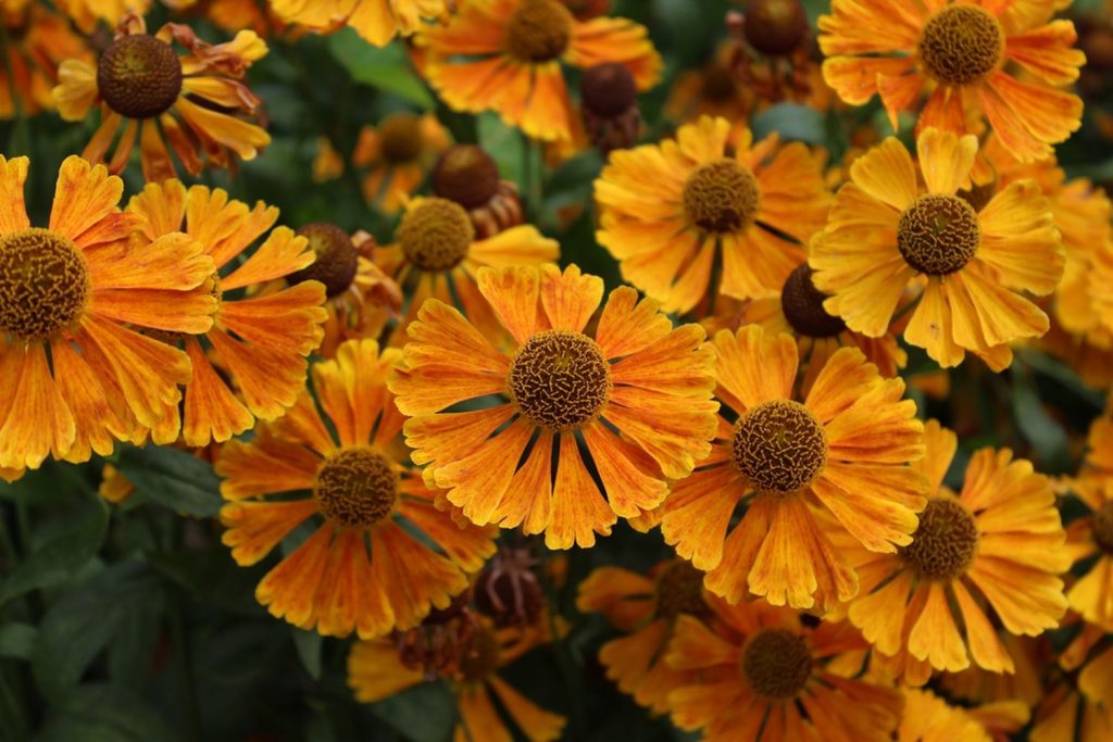 Sonnenbraut mit orangen Blüten