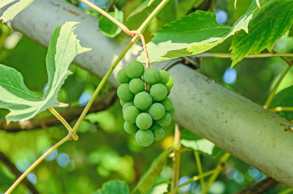 Kleine grüne Weinrebe