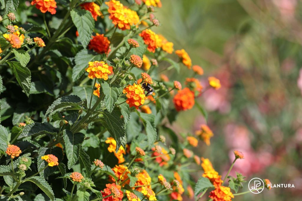 Blüten des Wandelröschens