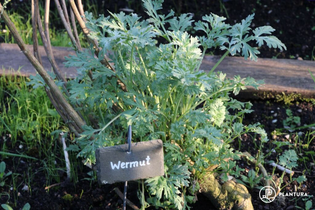 Wermut im Beet