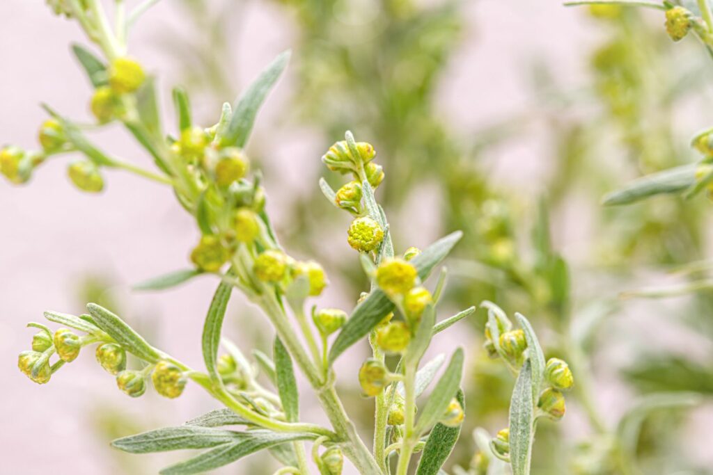 Blüten des Wermutkrauts
