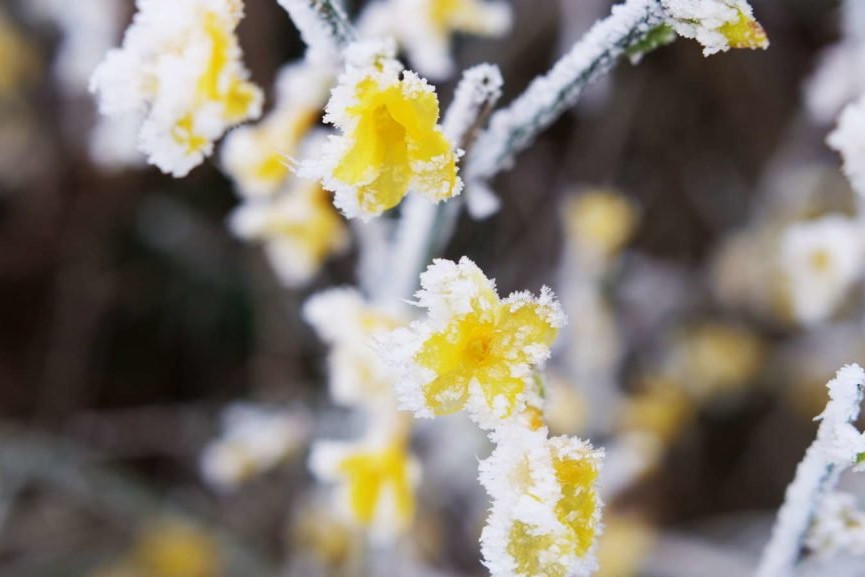 Winterharte Kletterpflanzen Robuste Sorten für den Winter