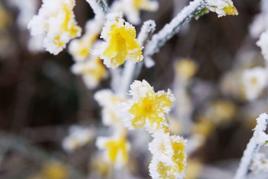 Blüten des Winterjasmins bei Frost