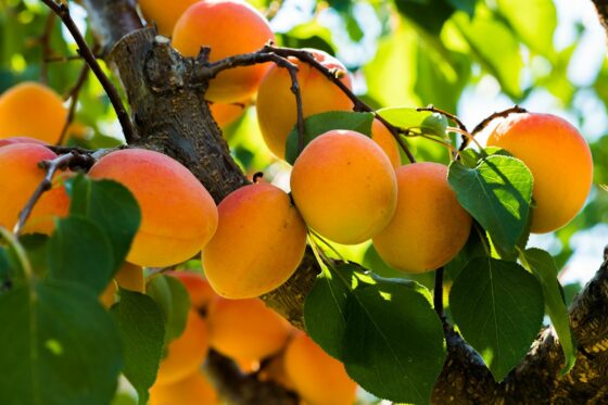Aprikosenbaum pflanzen: Anleitung & Tipps vom Profi