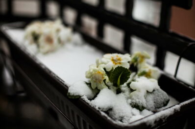 Winterharte Balkonpflanzen: Die Top 11 für Ihren Balkon