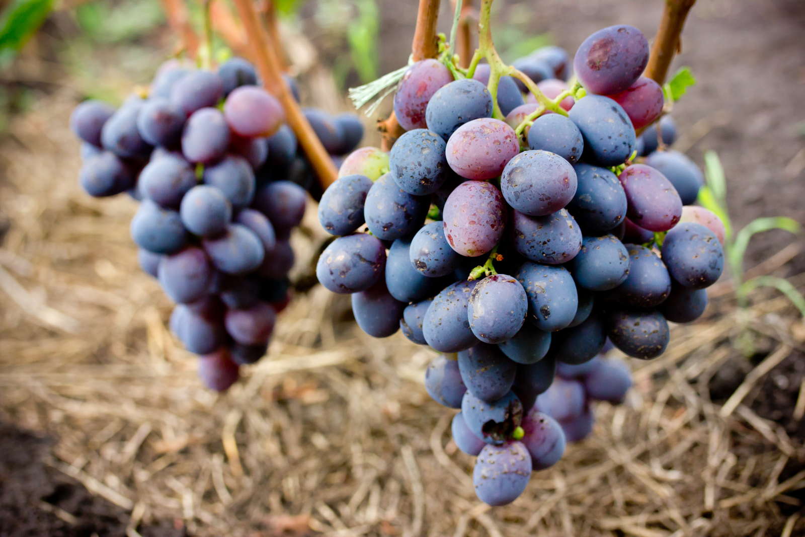 Weinreben düngen Anleitung & ExpertenTipps Plantura