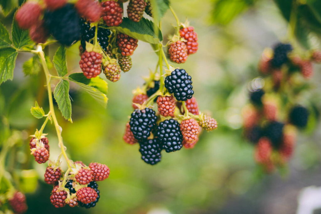 Brombeerstrauch mit Beeren